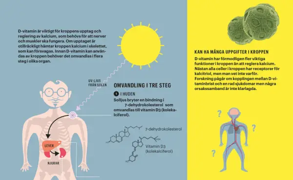 Illustration visar hur solljus omvandlas till D-vitamin i huden, viktigt för kalciumupptag. D-vitaminbrist kan ge hudproblem.